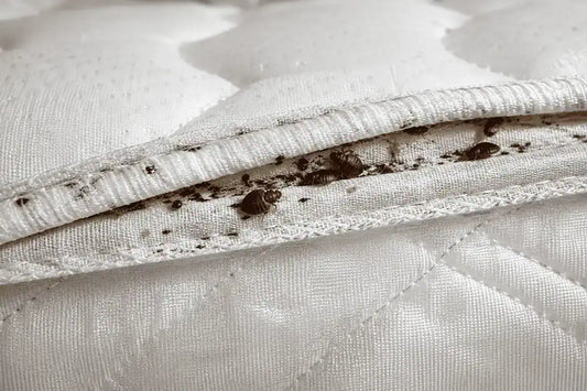 How to Get Rid of Bed Bugs in a Mattress